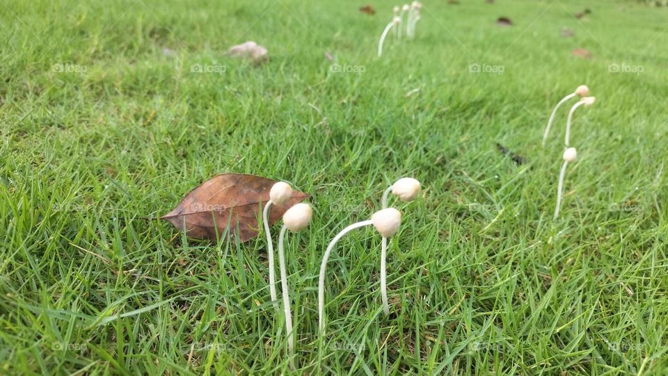 Mystical mushrooms after raining 