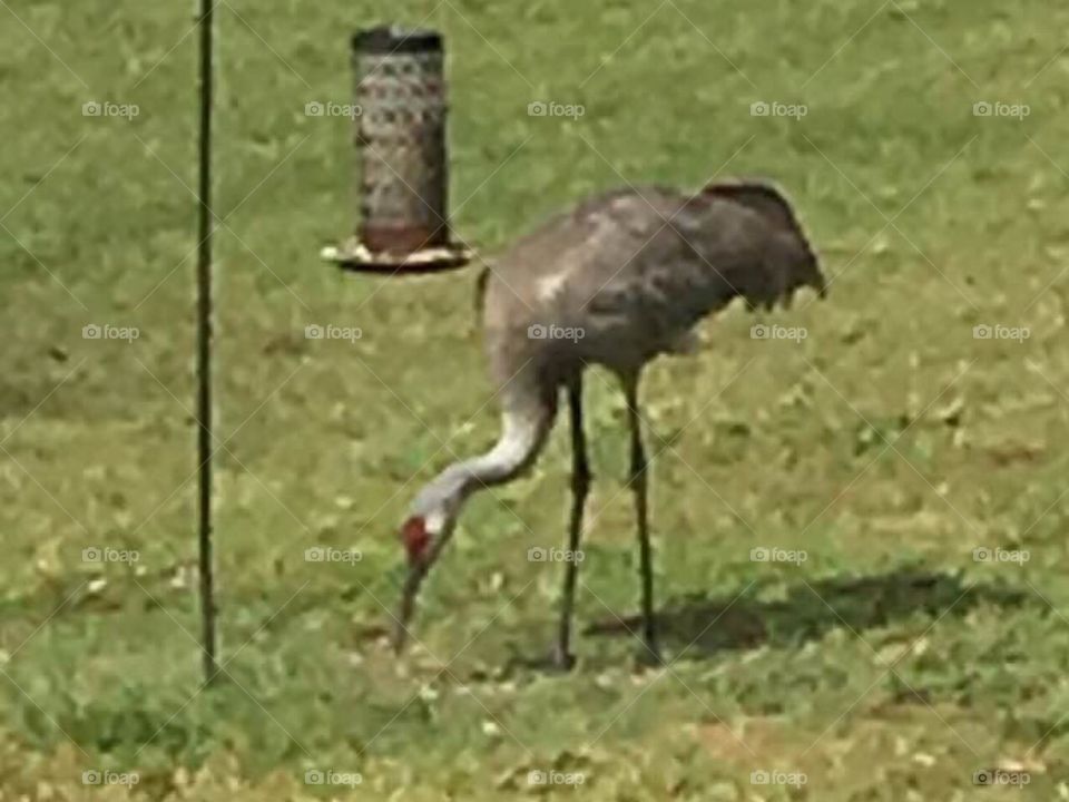 Sandhill Crane Feeding Time