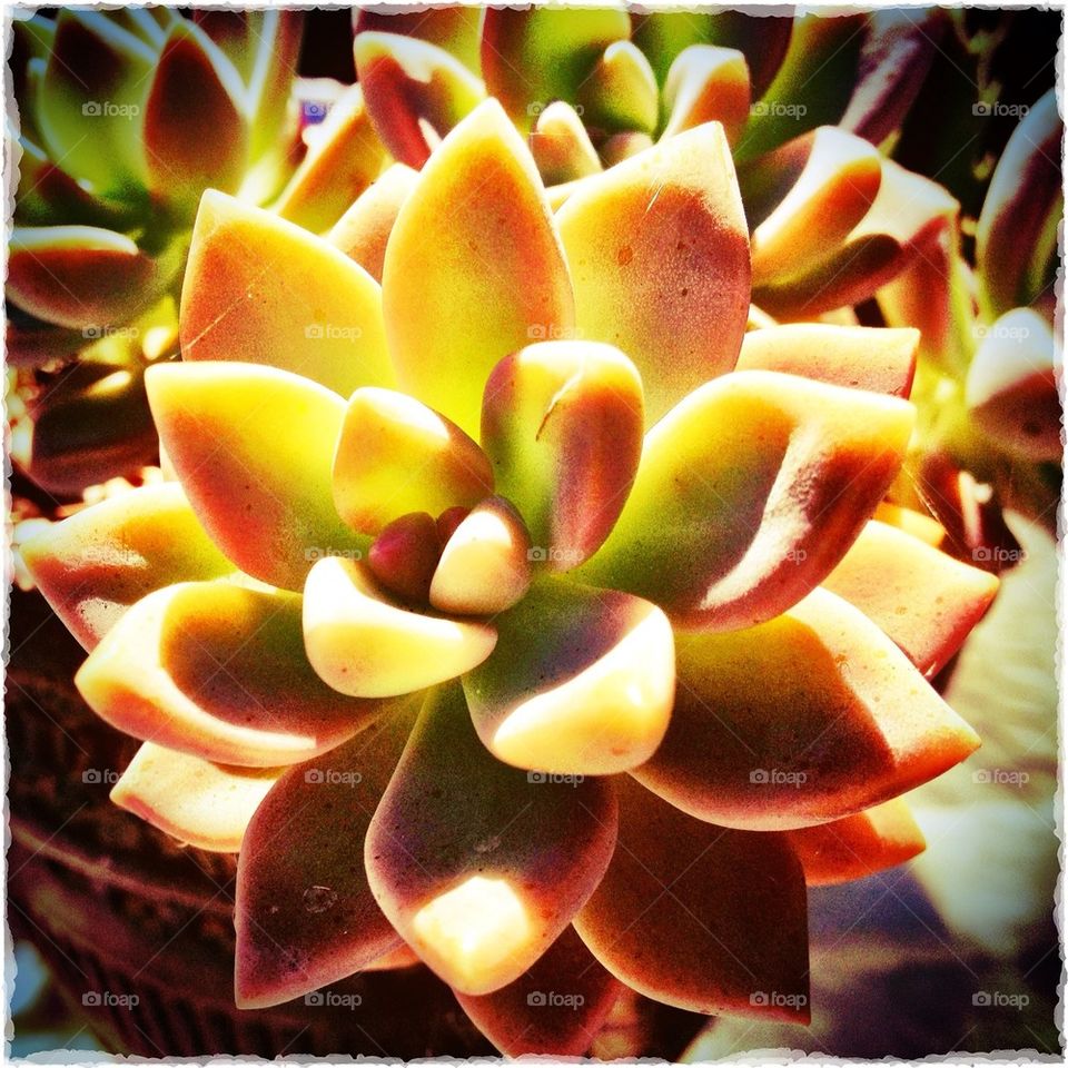 Succulent