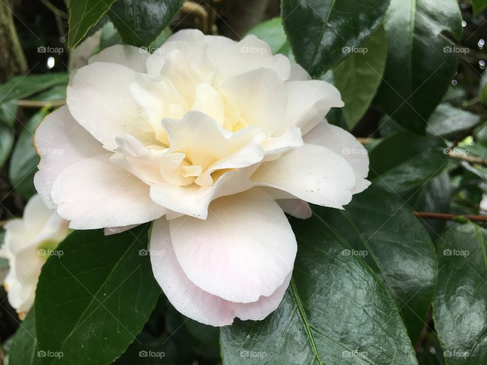 White flower growing on plant