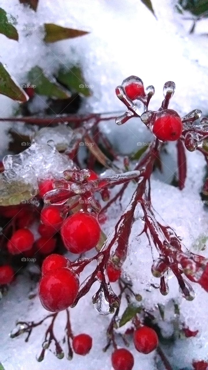 icy berries