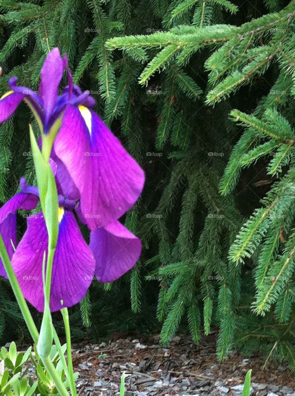 Pine tree and Purple flower