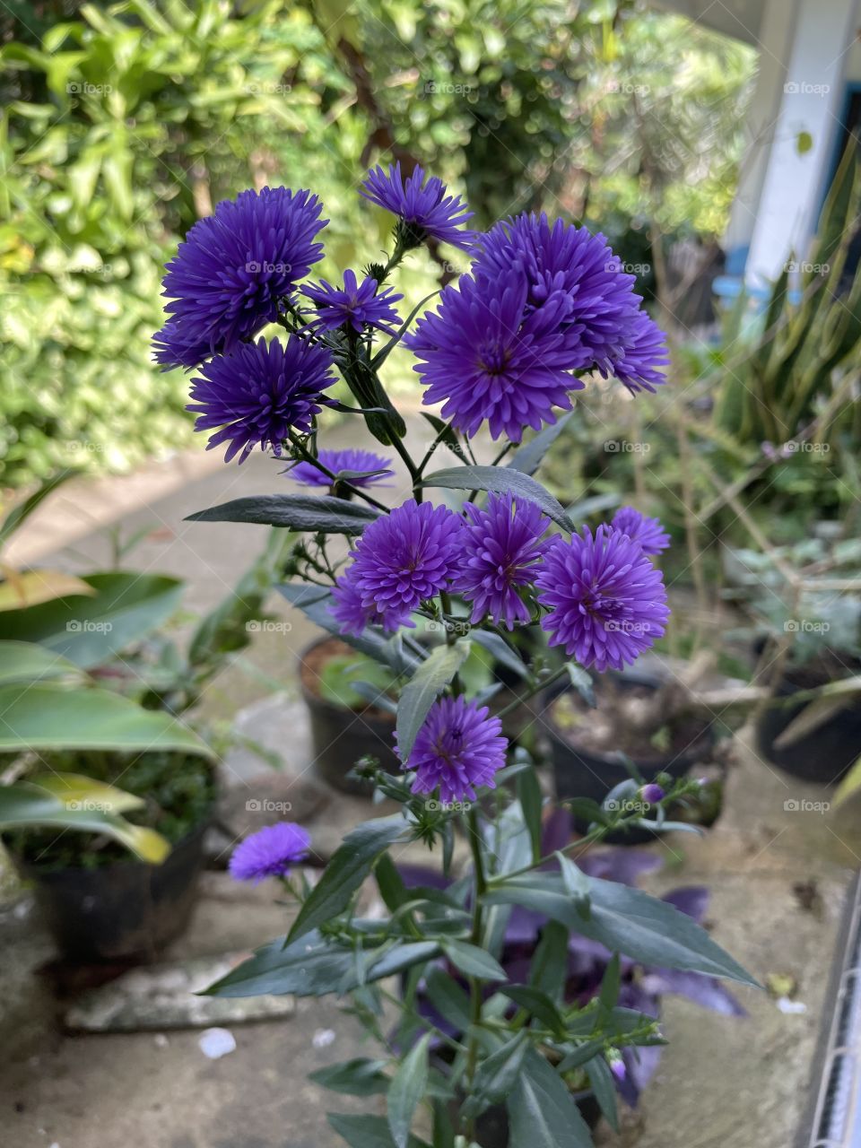 Tropical flower indonesia