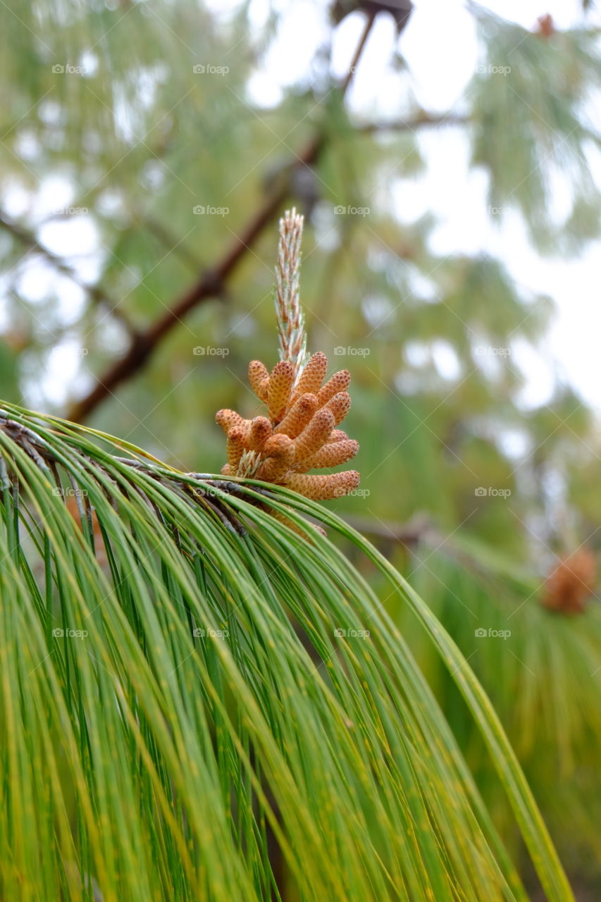 Needle like leaf on conifer