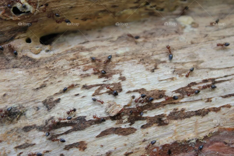 ants