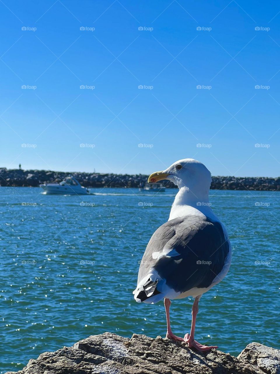 Seagull sitting on the Newport Beach Jetty