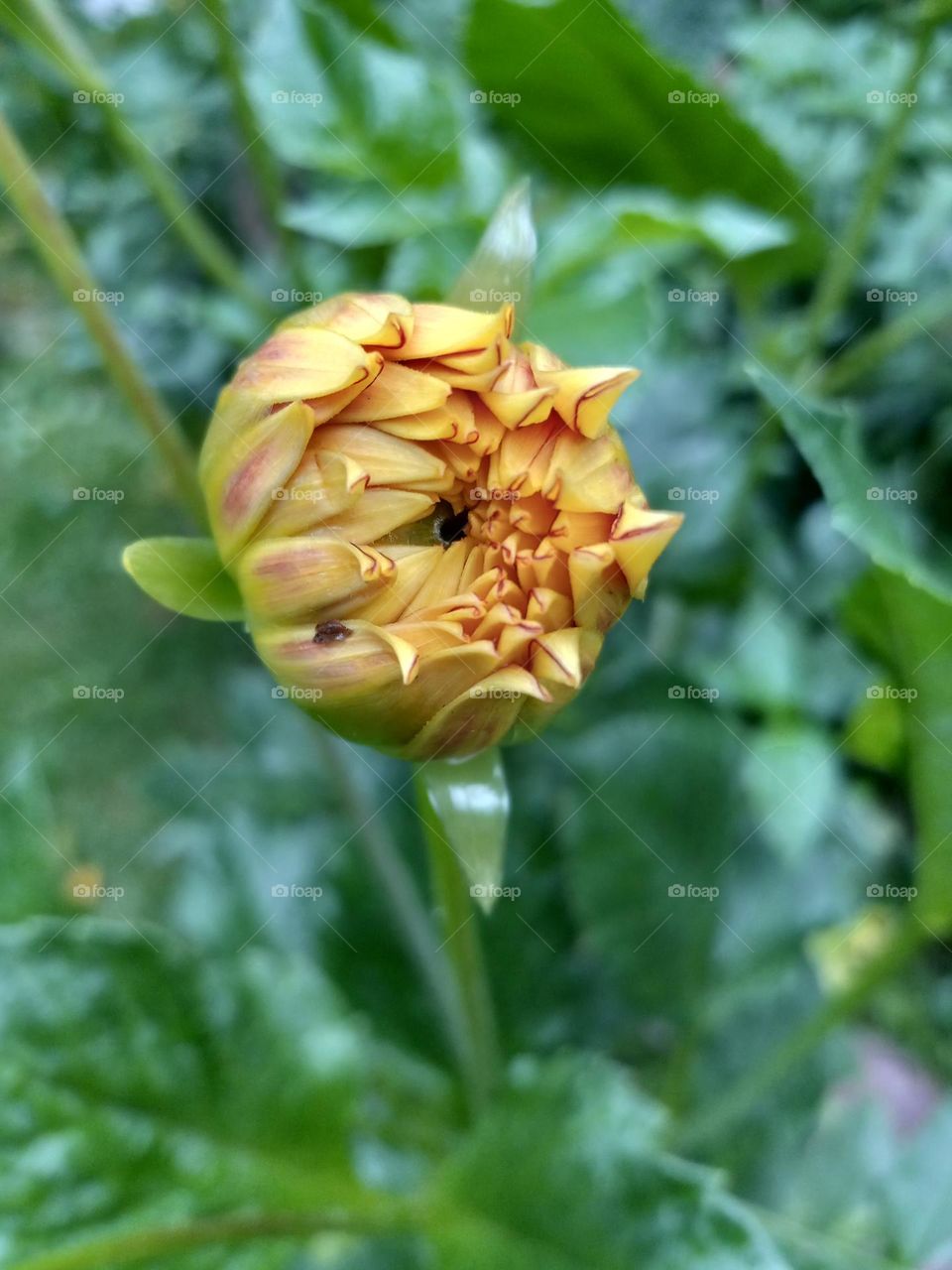 the beginning of a beautiful dahlia