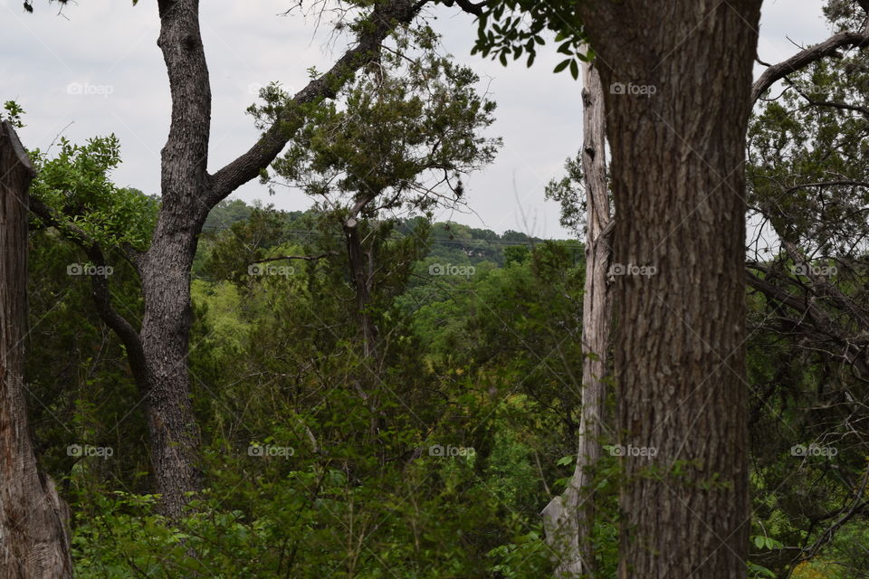 Green Austin. a view from a beautiful trail in Austin,Texas