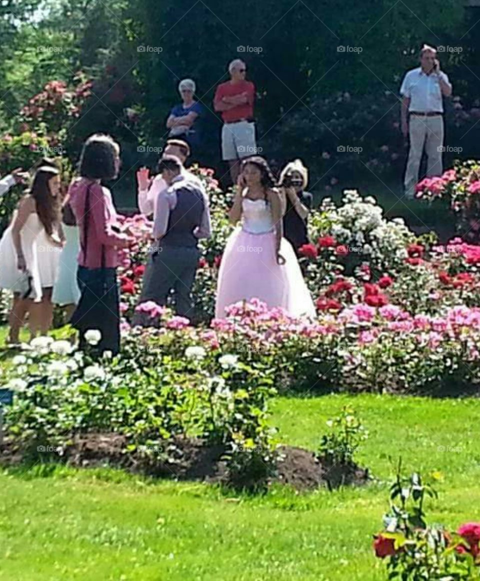 Pictures in the Rose Garden
