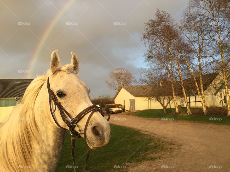 Horze and Rainbow