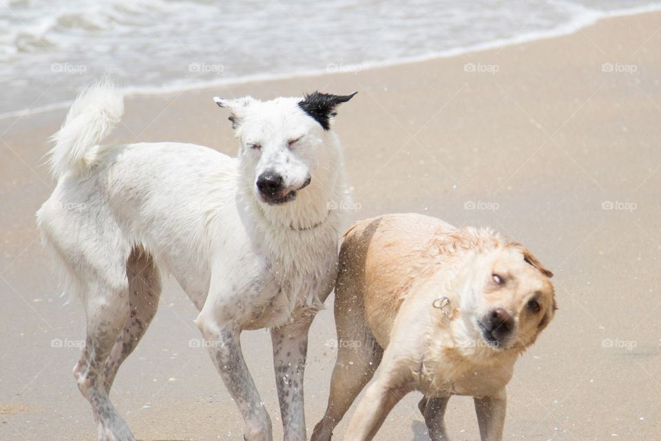 Silly wet dogs 