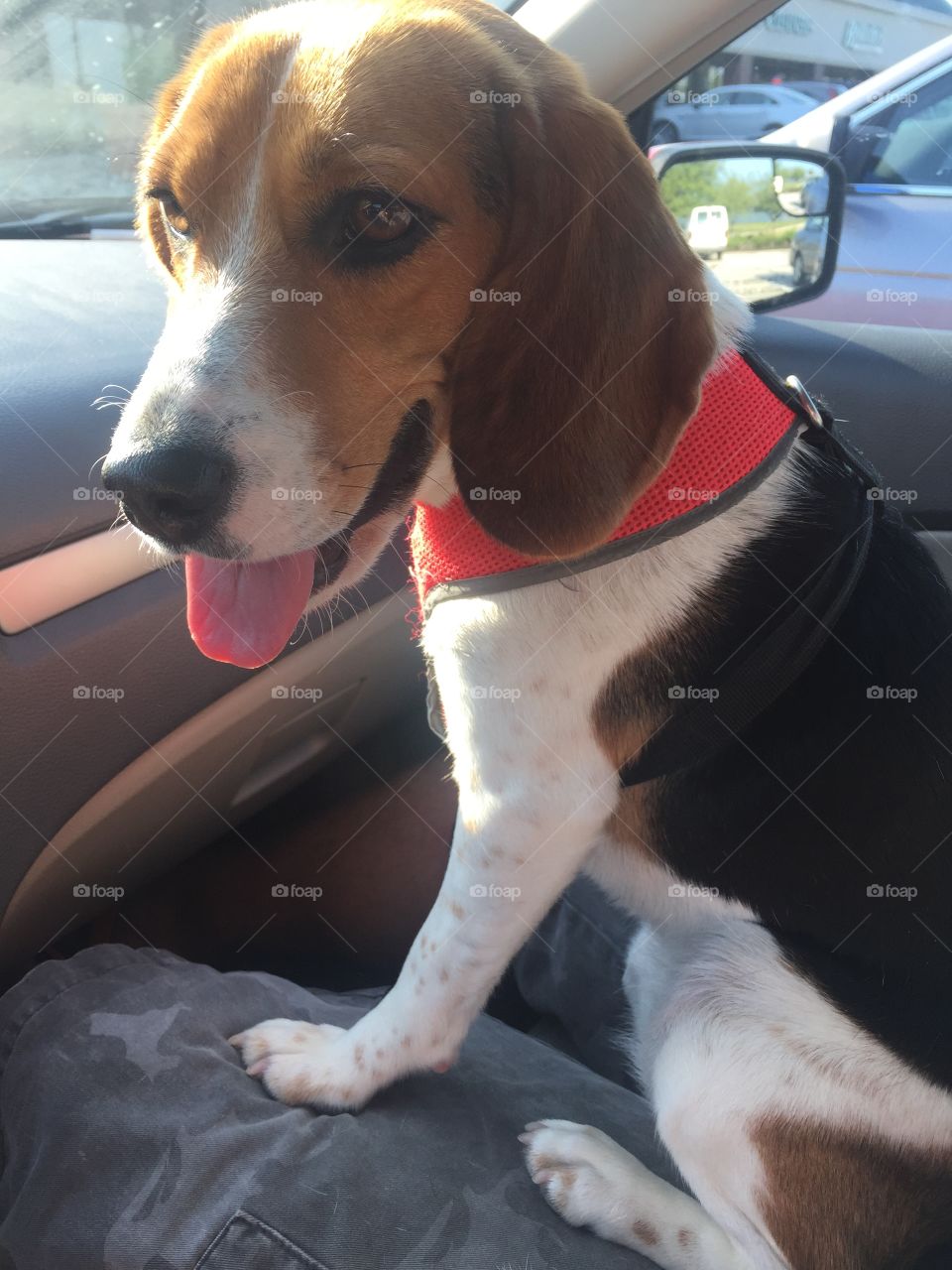Beagle on a road trip!