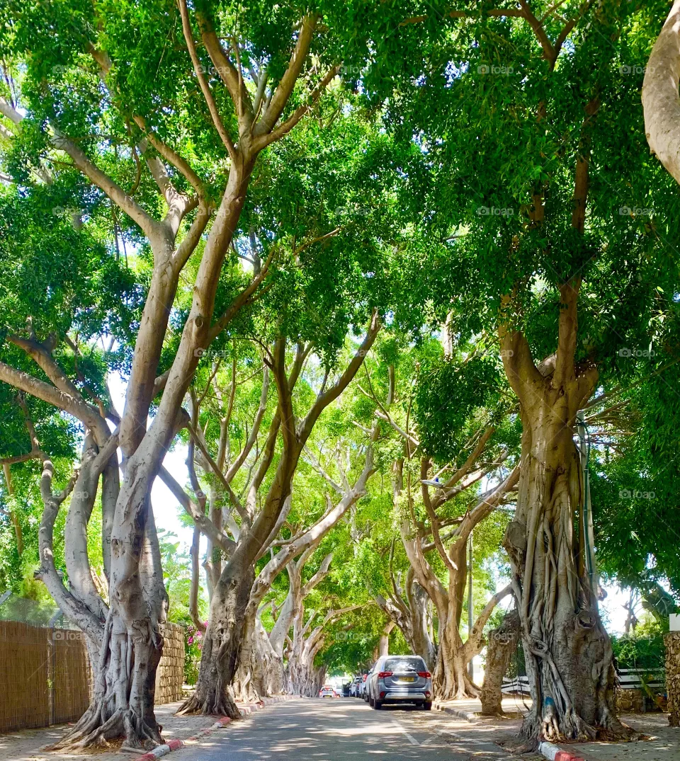 Green summer day