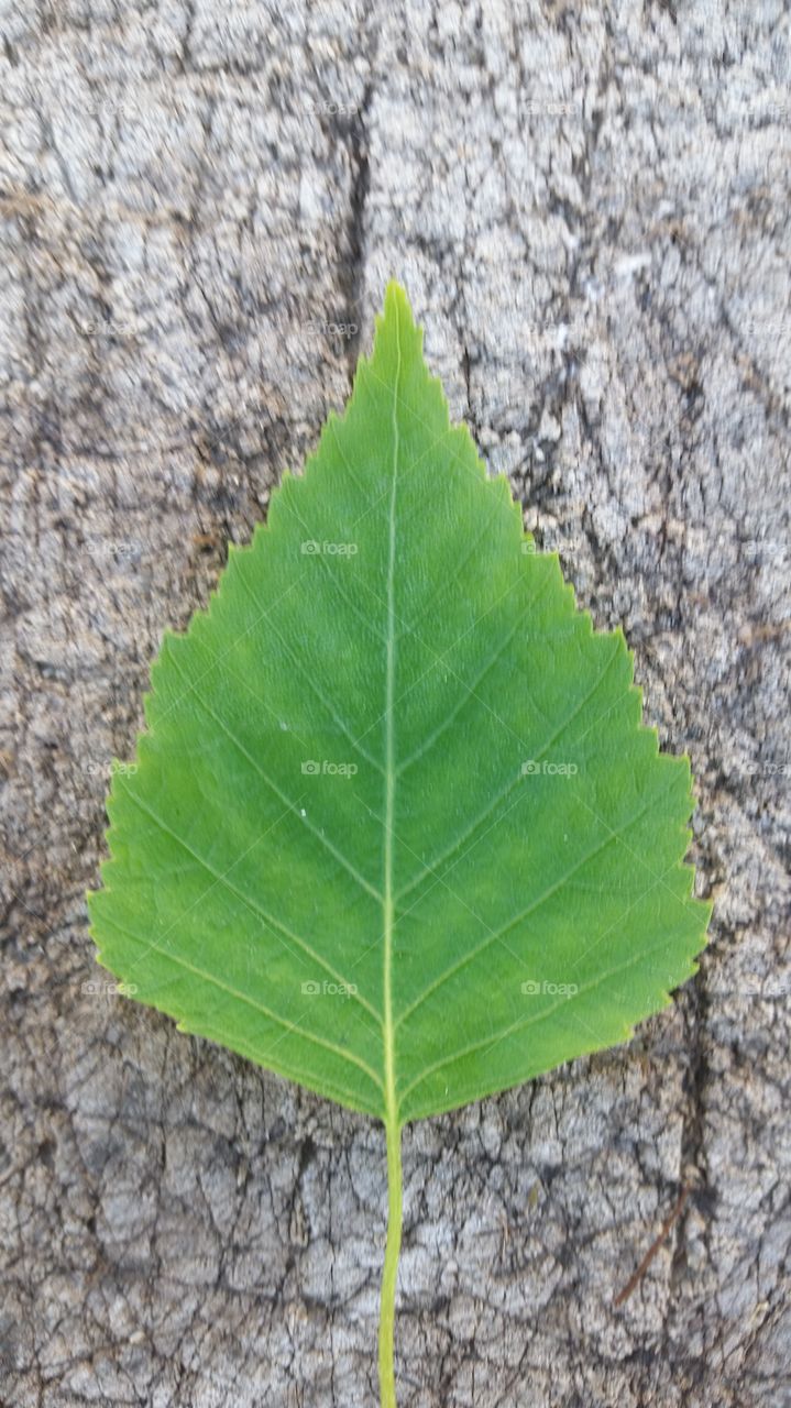 birch leaf