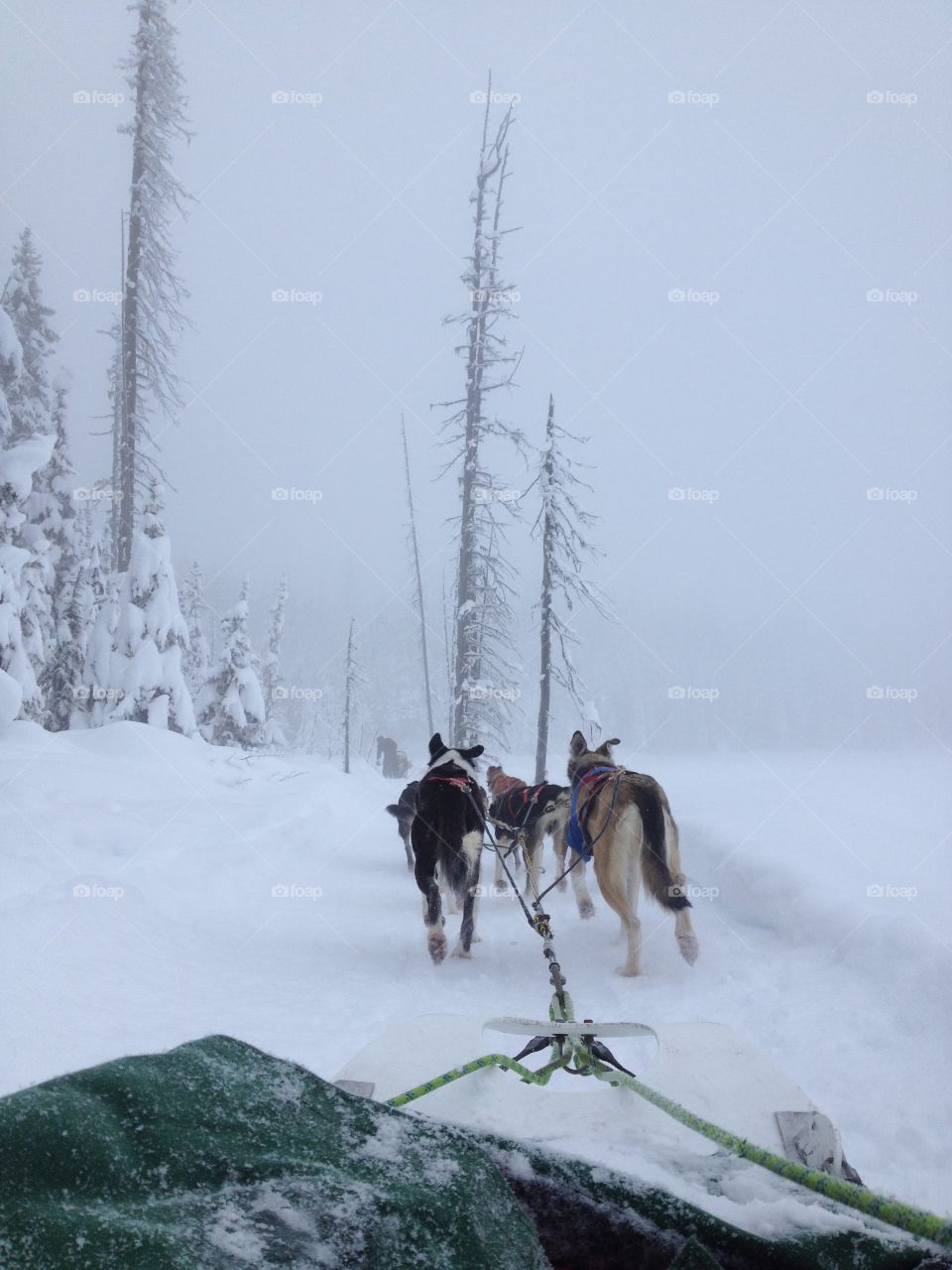 Dog sledding