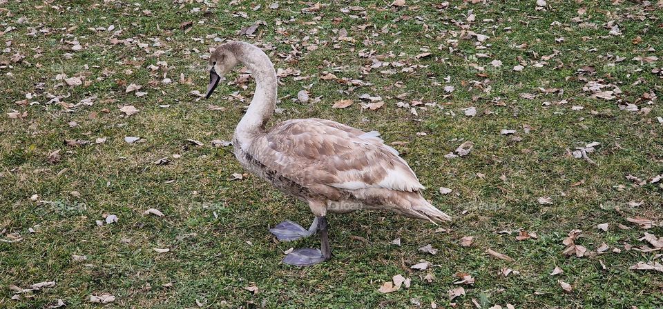 Beautiful young swan in the walk on the grass field covered in leafs