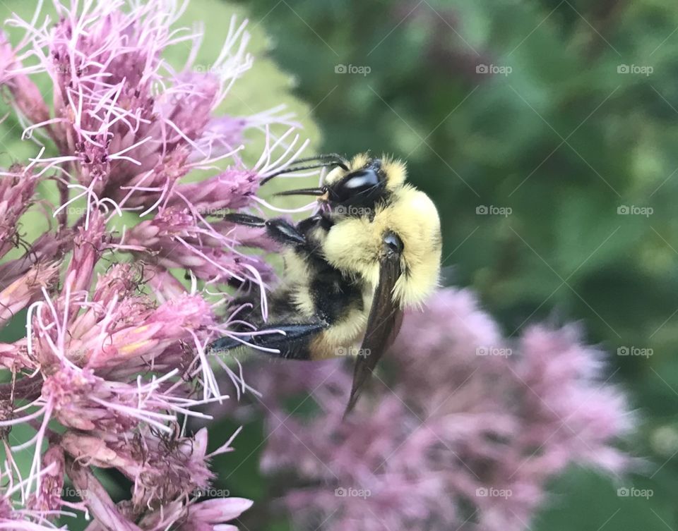 Gorgeous close up photo of beautiful bee getting nectar out of favorite purple plant on garden!! 