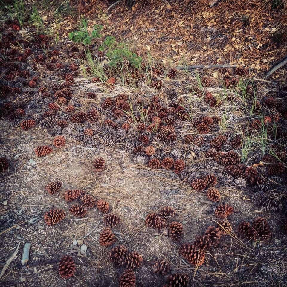 Pine cones