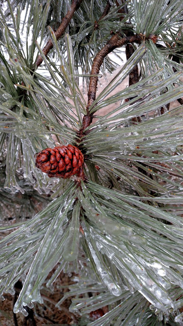 Winter, Christmas, Tree, Pine, Season