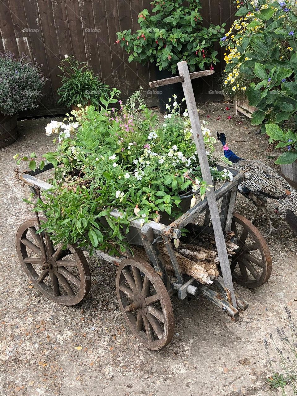 classic farm greenery in a kart alsof known as a pulling trolley