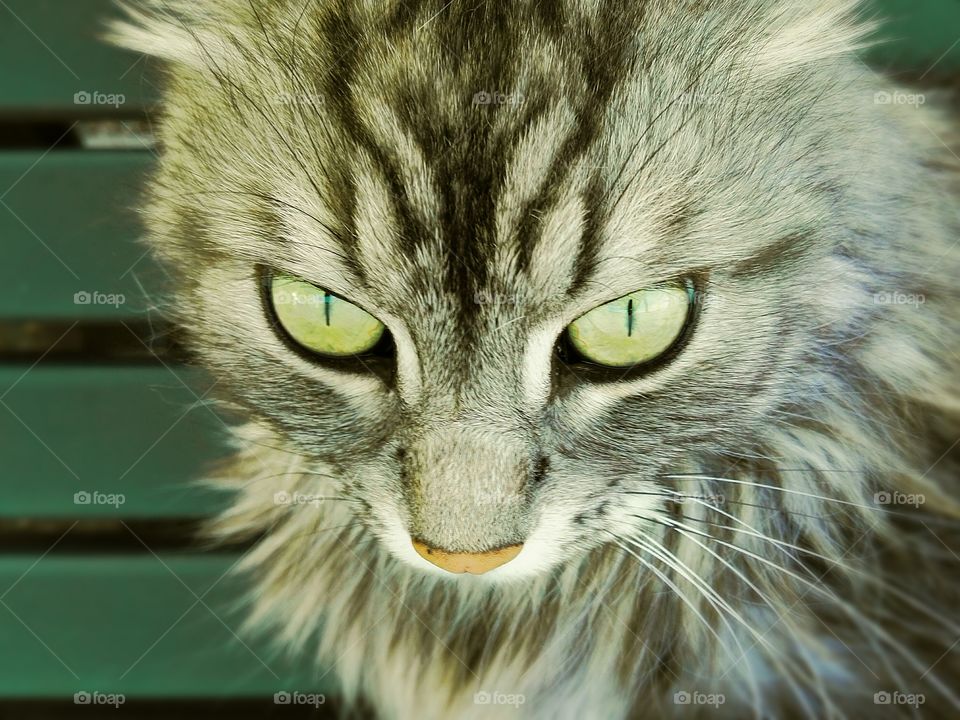 green cat eyes