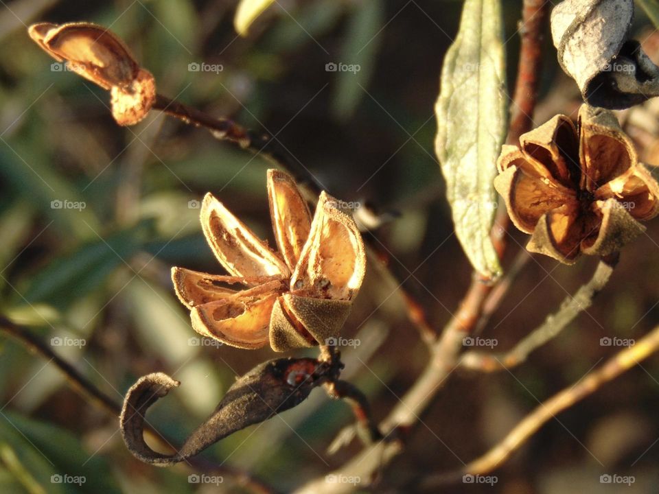 Fall colors on flower seeds