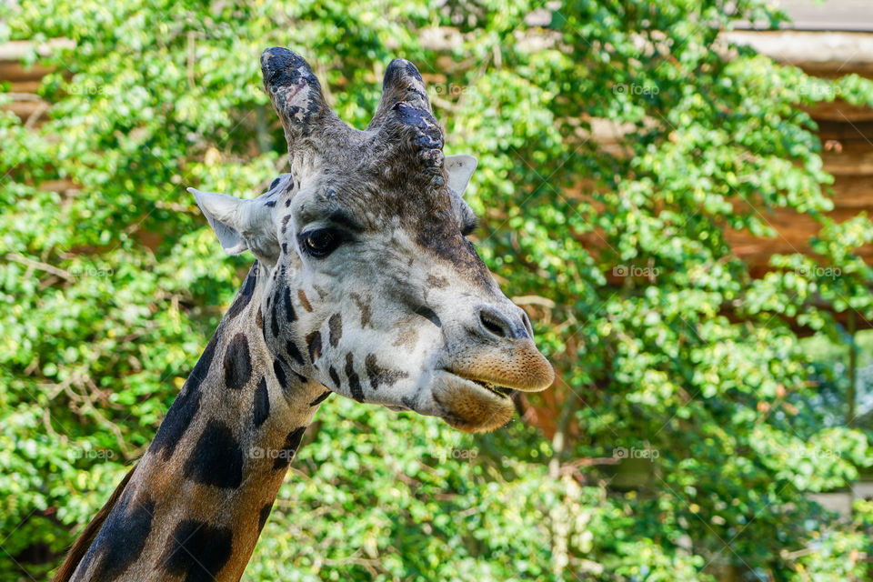 closeup view of a giraffe against a green foliage