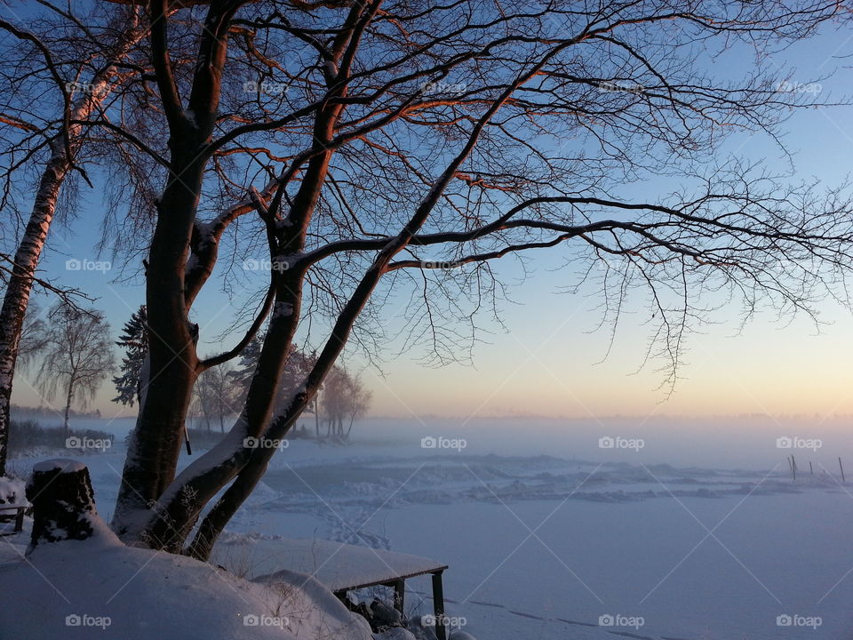 Bare tree in winter