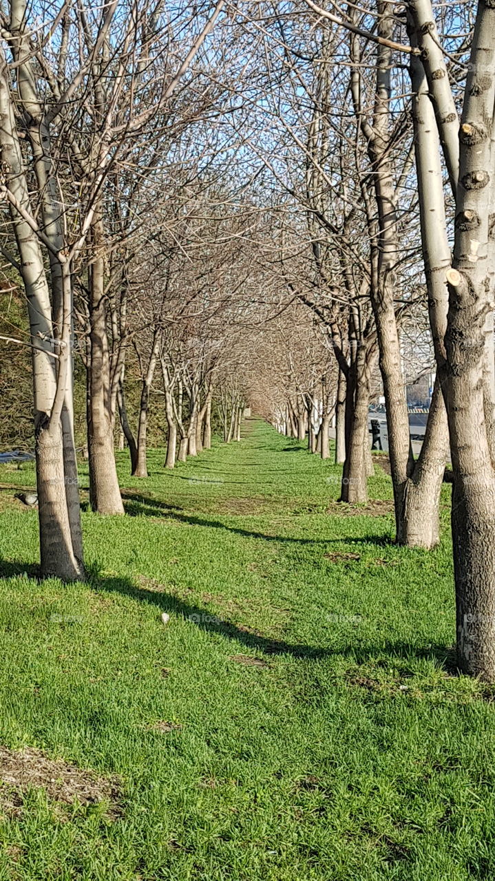 tree alley in early spring with grass and no leaves