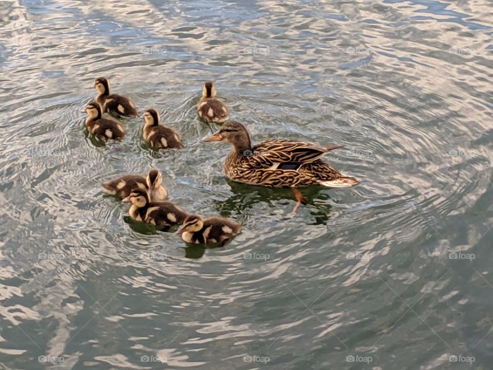 A Lake in Utah with Mommy and Baby Ducks ©️ Copyright CM Photography