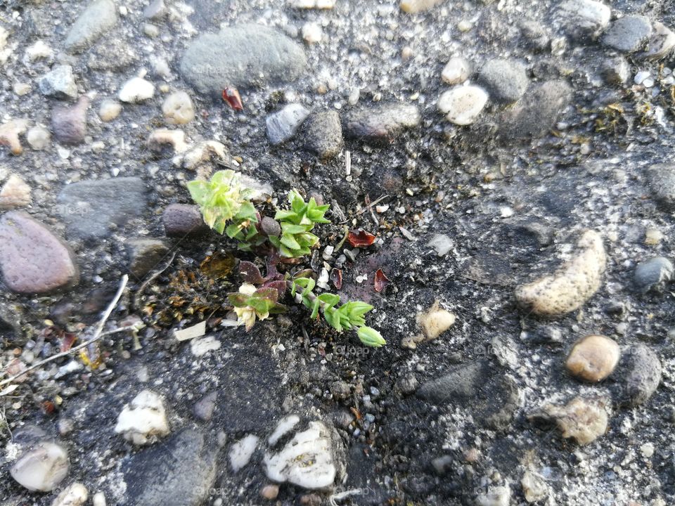 Nature vs concrete