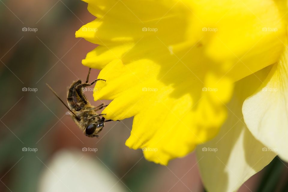 Bee on flower. Bee on yellow daffodil flower collecting pollen
