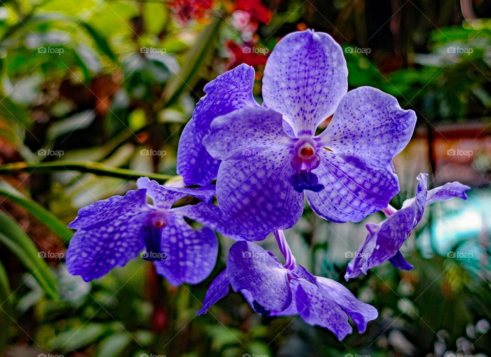 orchid, blu, flower