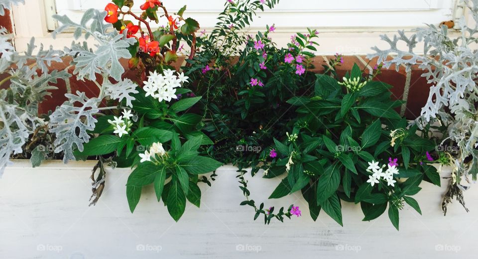 Beautiful red, grayish silver,,white, purple flowers with green leaves in a creamy white beige planter.