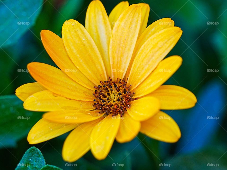 A gorgeous flower blossoms in the backyard