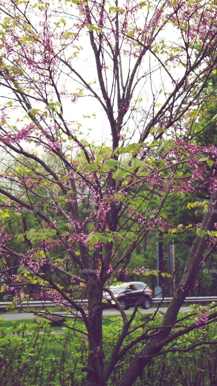 Edited photo beautiful tree with pink flowers