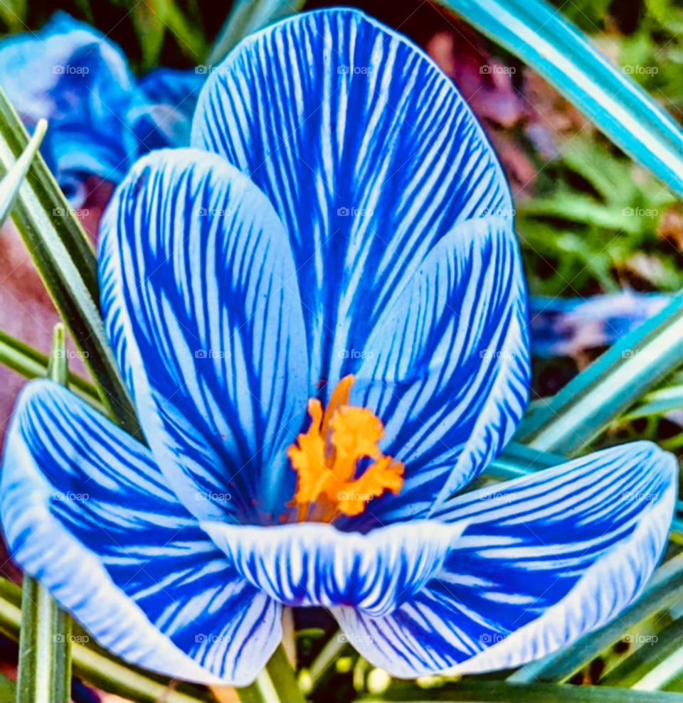 Fancy pinstripe blue crocus flower with its vibrant orange centre ready to attract bees like a magnet 