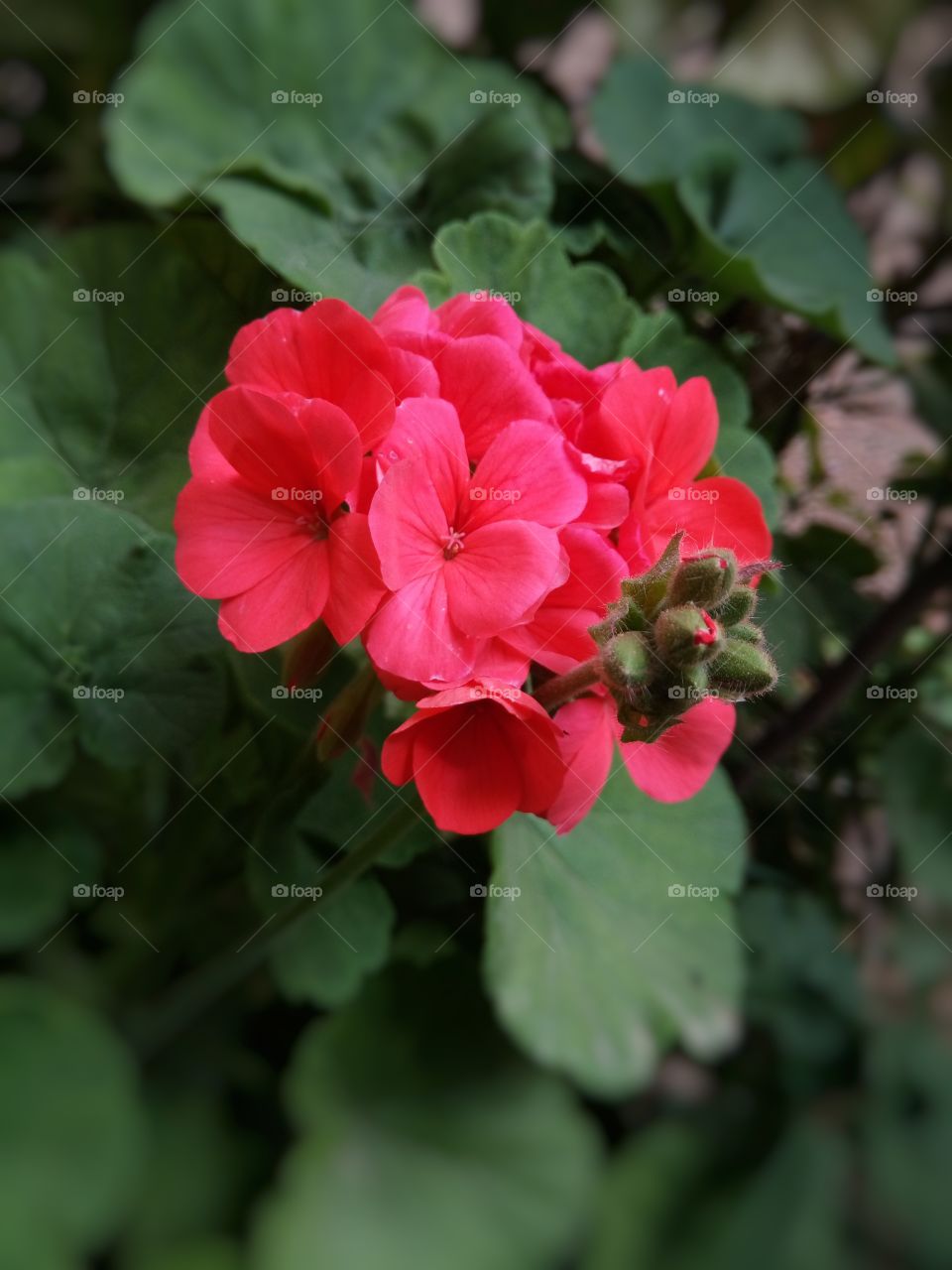 Beautiful pink flowers from my garden .