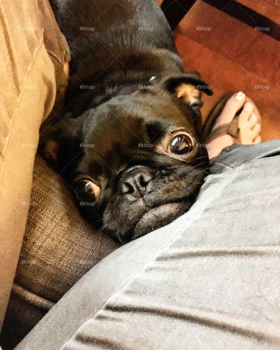 Maxie begging to come up on the couch