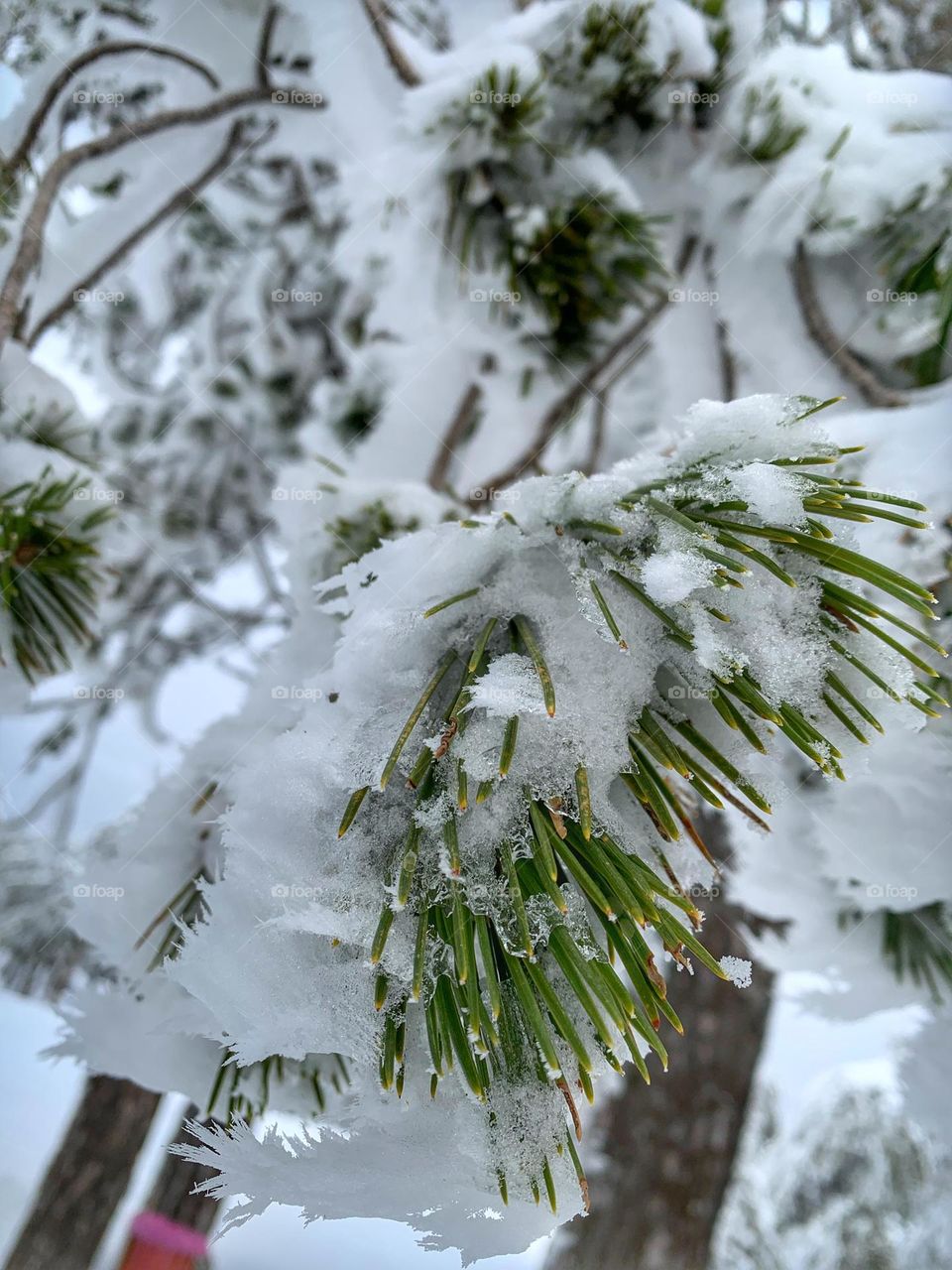 Tree Branch in January