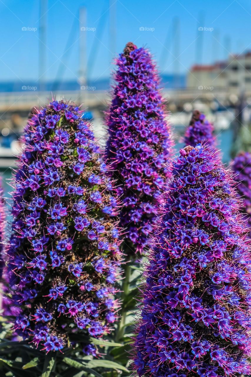 Beautiful purple cone shaped flowers clusters shimmering in sun in San Francisco with a sailboat marina and the bay in the background