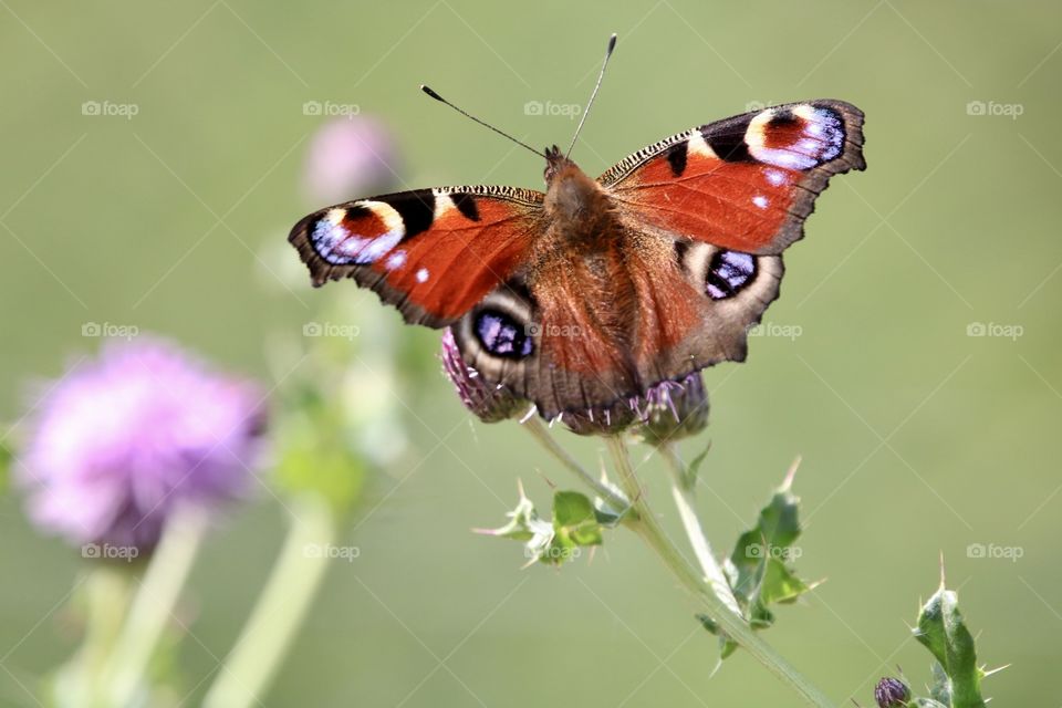 butterfly peacock