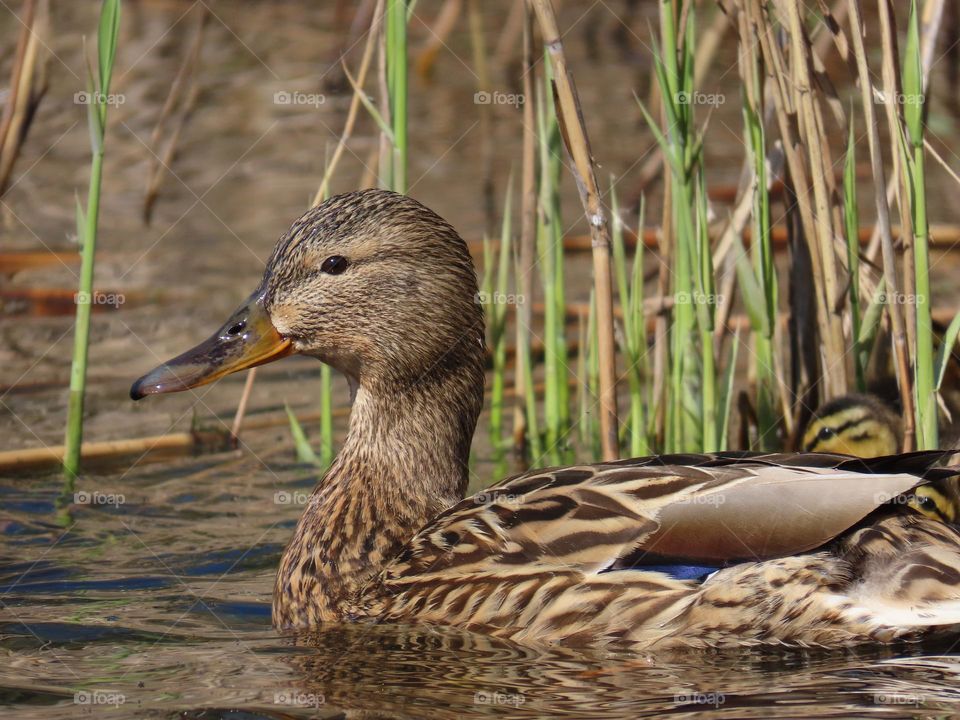 Duck with babies