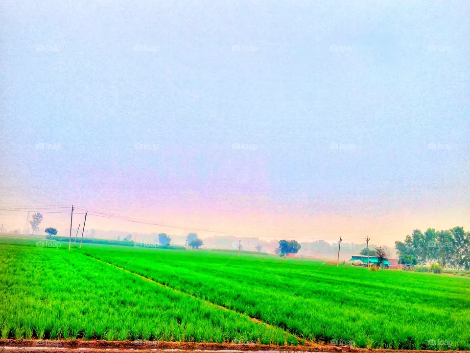Nature view