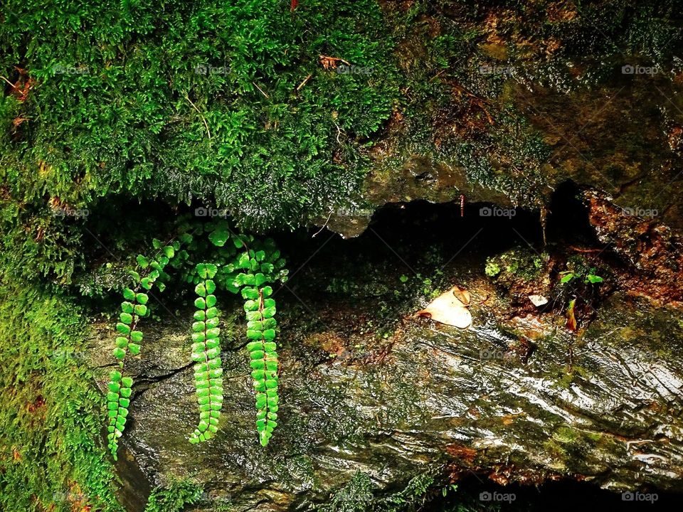 The beauty of the nature