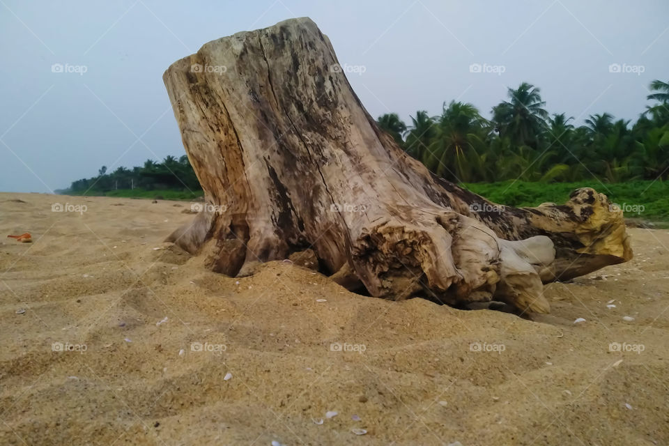 Beautiful Wooden Log @ Beach