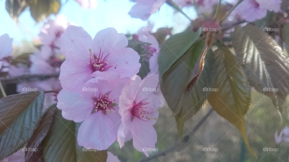 Sakura blossoms