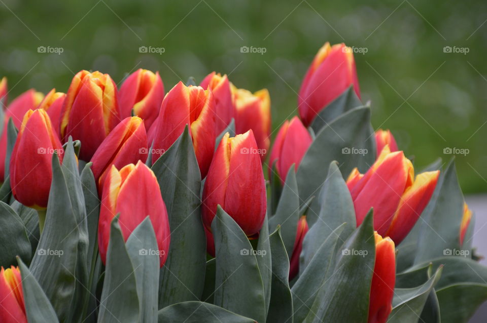 Red And Yellow Tulips