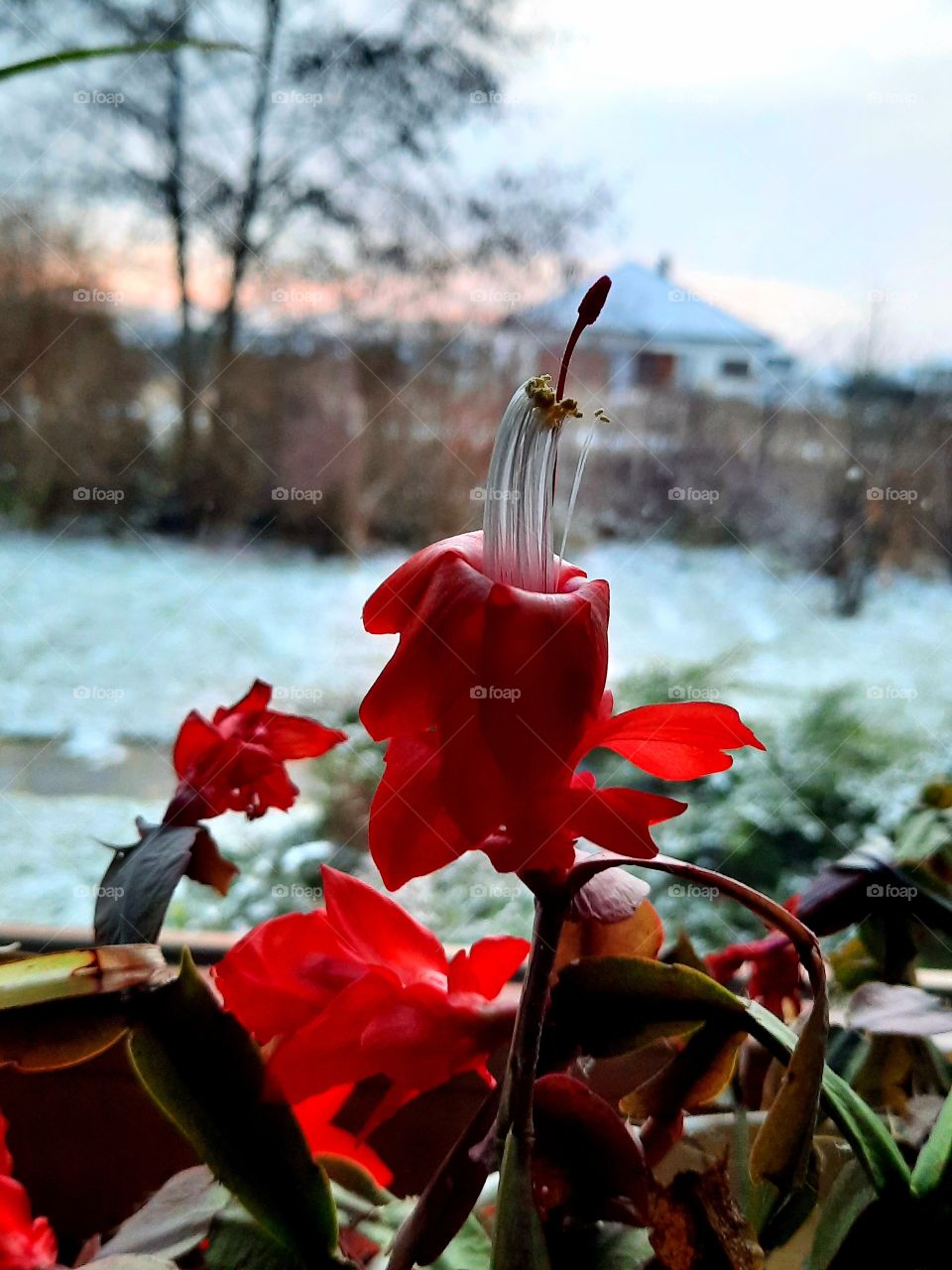 red flowers on windowsill  against snow