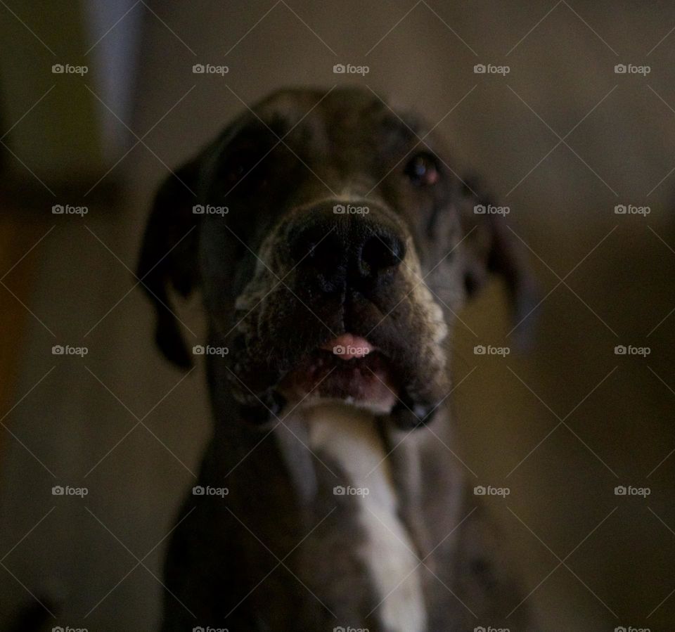 Gigantic Derp; Daniff(Great Dane and English Mastiff mix) dog sticking his tongue out at camera